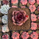 Echeveria 'Edeline' 2" New Hybrid Succulent Plant Cutting