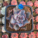 Echeveria 'Rapunzel' 2" Succulent Plant Cutting