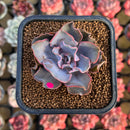 Echeveria 'Rapunzel' 2" Succulent Plant Cutting