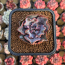 Echeveria 'Rapunzel' 2" Succulent Plant Cutting