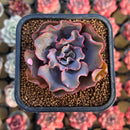 Echeveria 'Rapunzel' 2" Succulent Plant Cutting