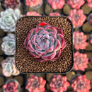 Echeveria Colorata Hybrid 1" Succulent Plant Cutting