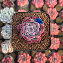 Echeveria Colorata Hybrid 1" Succulent Plant Cutting