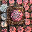 Echeveria Colorata Hybrid 1" Succulent Plant Cutting