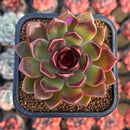 Echeveria 'Fushike' 2" Succulent Plant Cutting