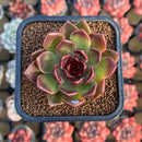 Echeveria 'Fushike' 2" Succulent Plant Cutting