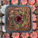 Echeveria 'Fushike' 2" Succulent Plant Cutting
