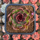 Echeveria 'Fushike' 2" Succulent Plant Cutting