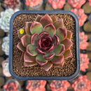 Echeveria 'Fushike' 2" Succulent Plant Cutting