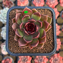 Echeveria 'Fushike' 2" Succulent Plant Cutting