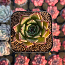 Echeveria 'Sarabony' Selected Clone 2" Succulent Plant Cutting