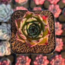 Echeveria 'Sarabony' Selected Clone 2" Succulent Plant Cutting