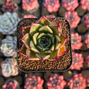 Echeveria 'Sarabony' Selected Clone 2" Succulent Plant Cutting