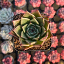 Echeveria 'Sarabony' Selected Clone 2" Succulent Plant Cutting