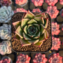 Echeveria 'Sarabony' Selected Clone 2" Succulent Plant Cutting
