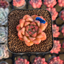 Echeveria 'Brightness' 1"-2" Succulent Plant Cutting