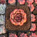 Echeveria 'Brightness' 1"-2" Succulent Plant Cutting