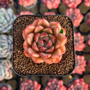 Echeveria 'Brightness' 1"-2" Succulent Plant Cutting