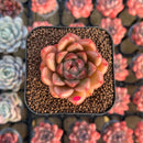 Echeveria 'Brightness' 1"-2" Succulent Plant Cutting