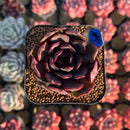 Echeveria 'Black Tan' 2" Succulent Plant Cutting