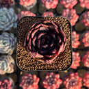 Echeveria 'Black Tan' 2" Succulent Plant Cutting