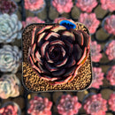 Echeveria 'Black Tan' 2" Succulent Plant Cutting