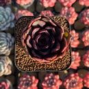 Echeveria 'Black Tan' 2" Succulent Plant Cutting