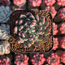 Echeveria 'Vivache' 2" Succulent Plant Cutting