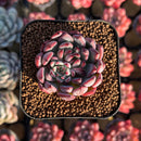 Echeveria 'Vivache' 2" Succulent Plant Cutting