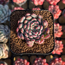 Echeveria 'Vivache' 2" Succulent Plant Cutting