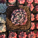 Echeveria 'Vivache' 2" Succulent Plant Cutting