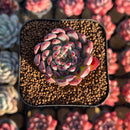 Echeveria 'Vivache' 2" Succulent Plant Cutting