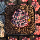 Echeveria 'Vivache' 2" Succulent Plant Cutting