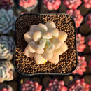 Echeveria 'Pretty Women' 1"-2" Succulent Plant Cutting