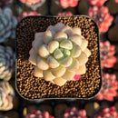 Echeveria 'Pretty Women' 1"-2" Succulent Plant Cutting