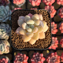 Echeveria 'Pretty Women' 1"-2" Succulent Plant Cutting