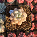 Echeveria 'Pretty Women' 1"-2" Succulent Plant Cutting