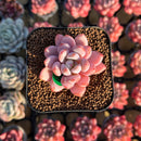 Echeveria 'Miss Jin' Type B 2" Succulent Plant Cutting