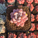 Echeveria 'Miss Jin' Type B 2" Succulent Plant Cutting