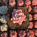 Echeveria 'Miss Jin' Type B 2" Succulent Plant Cutting