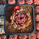 Echeveria 'Cindy' Seed-grown 2" Succulent Plant Cutting