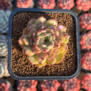 Echeveria 'Cindy' Seed-grown 2" Succulent Plant Cutting
