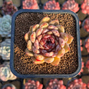 Echeveria 'Cindy' Seed-grown 2" Succulent Plant Cutting