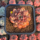Echeveria 'Cindy' Seed-grown 2" Succulent Plant Cutting