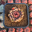 Echeveria 'Cindy' Seed-grown 2" Succulent Plant Cutting