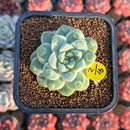 Echeveria 'Albi Drop' 2" Carunculated Succulent Plant Cutting