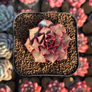 Echeveria Longissima 2" Succulent Plant Cutting
