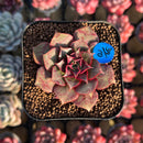 Echeveria Longissima 2" Succulent Plant Cutting