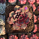 Echeveria Longissima 2" Succulent Plant Cutting