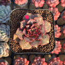 Echeveria Longissima 2" Succulent Plant Cutting